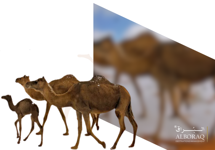 Camels in Tabuk