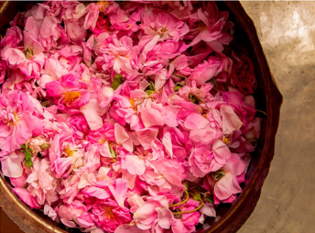 Taif Roses