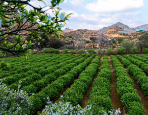 Taif Greenery
